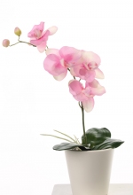 Phalaenopsis 44cm